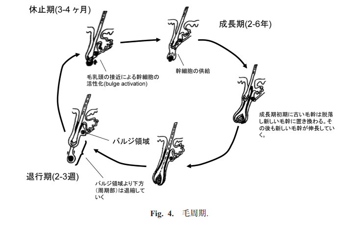 毛周期