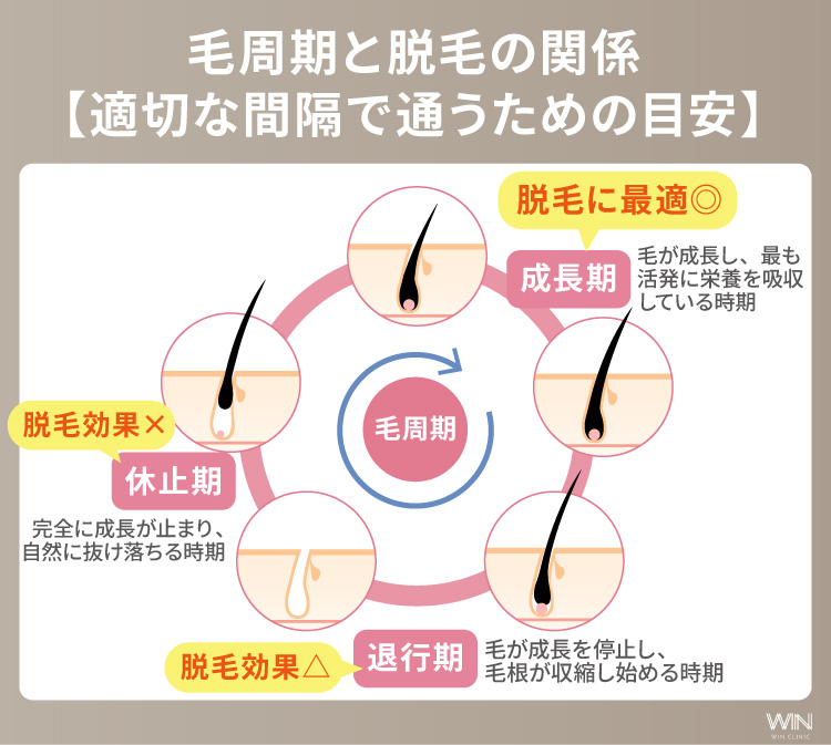 ジェントルマックスプロで毛周期に合わせた施術間隔